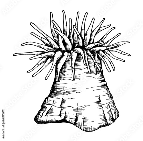 Coral anemone is an underwater inhabitant. Vector isolated element