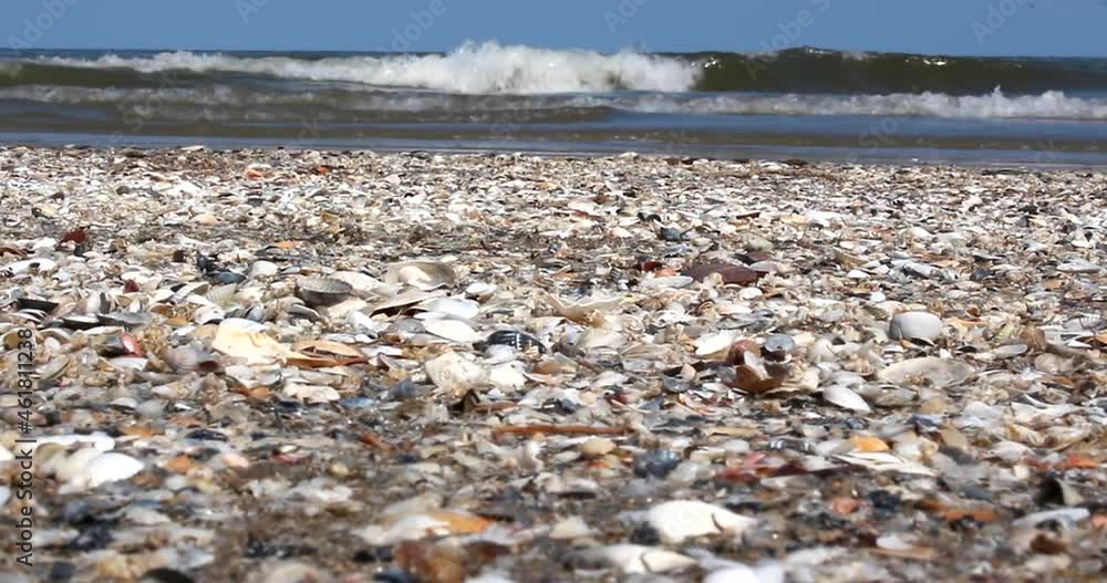 Broken seashells on Sfântu Gheorghe wild beach, at the Black Sea,where the Danube Delta flows into the sea, in Romania. Broken seashells on Sfântu Gheorghe wild beach, at the Black Sea,where the Danube Delta flows into the sea, in Romania.