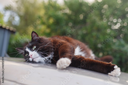beautiful fluffy cat having a lazy and relaxing day on top of the roof of a car outdoors in summer