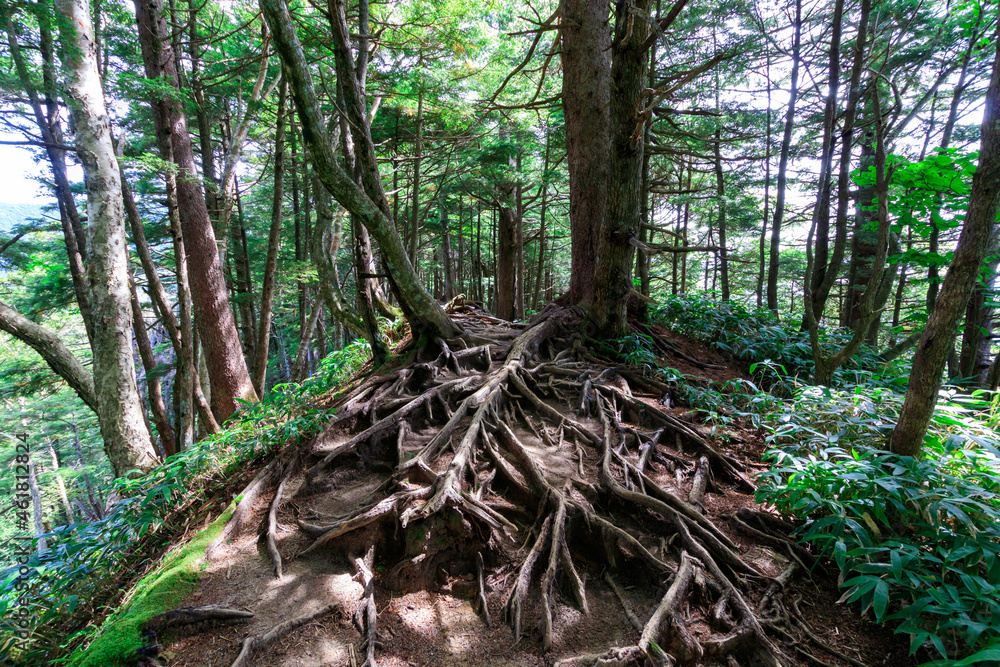 木の根が張り巡らされた登山道 木の根が張り巡らされた登山道