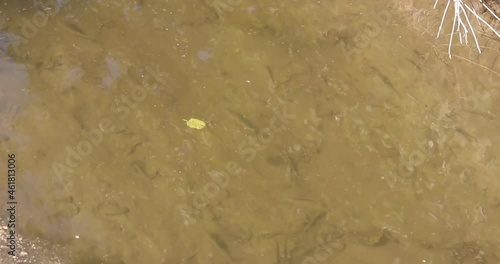 Baby fish swimming in a small channel along the Doamnei river. photo