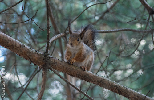 beautiful squirrel with a fluffy tail sits on a pine branch © ILIA