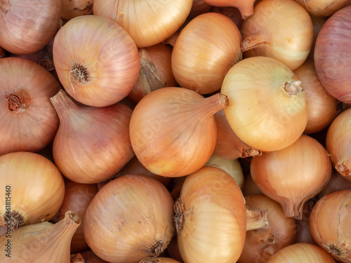 Bulb onion close-up. Fresh harvest of onions. Agriculture. Background for wallpaper.