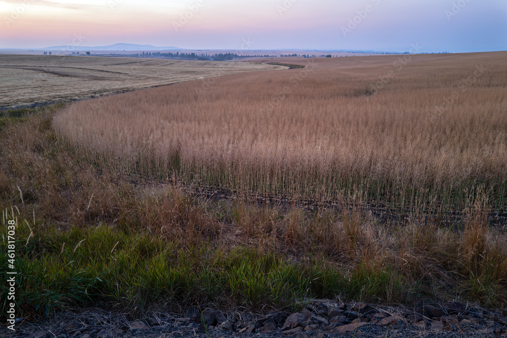 Farm fields of canola ready for harvest at dusk in eastern Idaho, USA