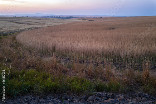 Farm fields of canola ready for harvest at dusk in eastern Idaho  USA