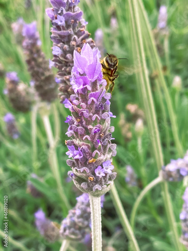 Close up of bee on lavender