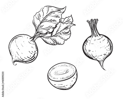 Hand drawn sketch black and white set of beetroot, leaf. Vector illustration. Elements in graphic style label, card, sticker, menu, package. Engraved style