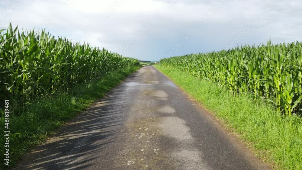 Drone flight over a asphalt path between cornfields in summer Drone flight over a asphalt path between cornfields in summer