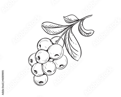 Hand drawn sketch black and white cranberry, leaf. Vector illustration. Elements in graphic style label, card, sticker, menu, package. Engraved style