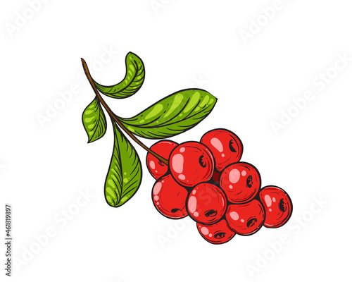 Hand drawn sketch black and color cranberry, leaf. Vector illustration berry. Elements in graphic style label, card, sticker, menu, package. Engraved style