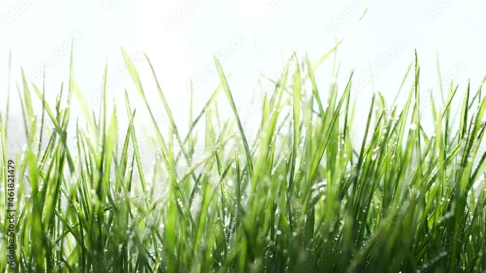 Slow motion rain water drops falling on germinated sprouts of wheat, green grass Slow motion rain water drops falling on germinated sprouts of wheat, green grass