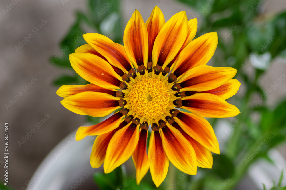 Gazania rigens splendens treasure flowers in bloom, orange yellow cultivated ornamental garden flowering plants Gazania rigens splendens treasure flowers in bloom, orange yellow cultivated ornamental garden flowering plants