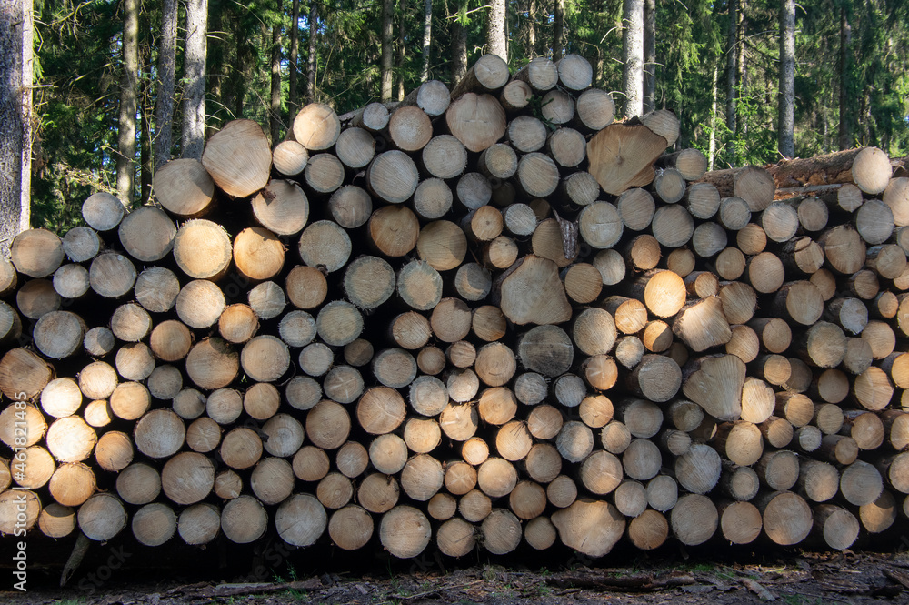 Cutting of the trees, bark beetle calamity, conifer tree logs firewoods on pile in woodland Cutting of the trees, bark beetle calamity, conifer tree logs firewoods on pile in woodland