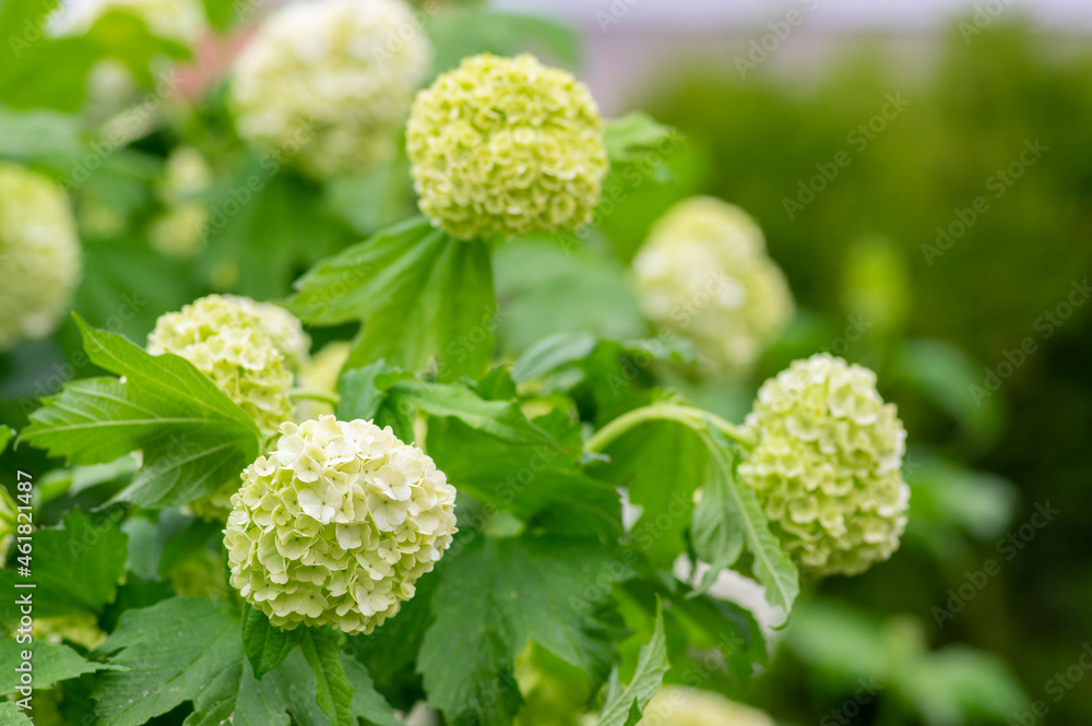 Viburnum opulus Roseum Snowball springtime flowering ornamental shrub, group of green white guelder rose flowers in bloom Viburnum opulus Roseum Snowball springtime flowering ornamental shrub, group of green white guelder rose flowers in bloom