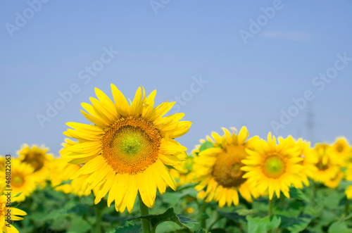 Field of sunflowers. Yellow sunflower. A sunflower on a blue sky background.