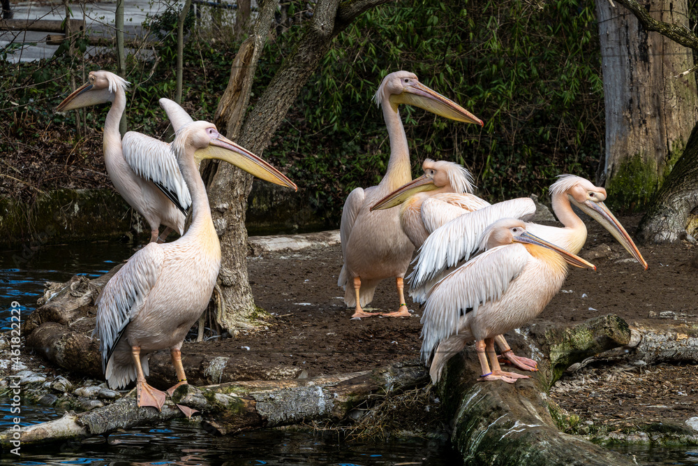 Great White Pelican, Pelecanus onocrotalus in a park Great White Pelican, Pelecanus onocrotalus in a park