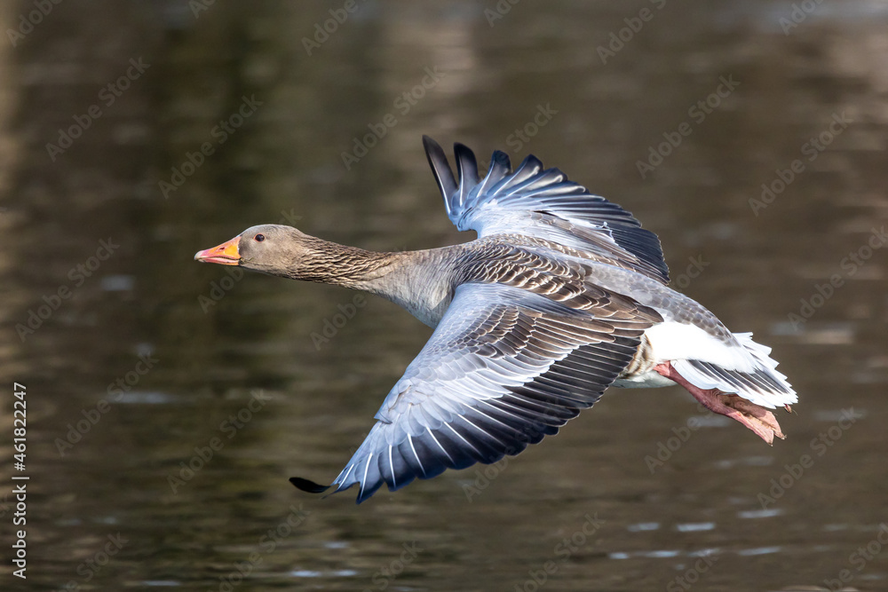 The flying greylag goose, Anser anser is a species of large goose The flying greylag goose, Anser anser is a species of large goose