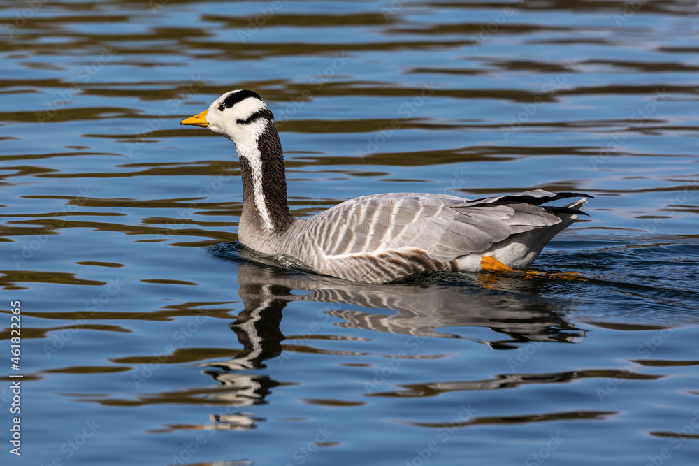 The bar-headed goose, Anser indicus seen in English Garden in Munich The bar-headed goose, Anser indicus seen in English Garden in Munich