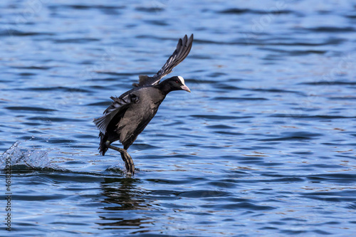 The Eurasian coot, Fulica atra swimming on the Kleinhesseloher Lake at Munich, Germany photo