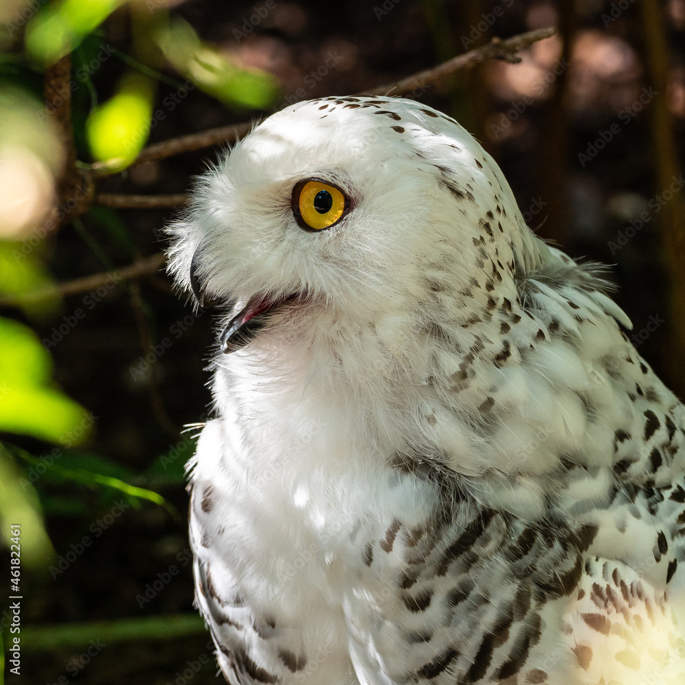 Obraz premium The Snowy Owl, Bubo scandiacus is a large, white owl of the owl family