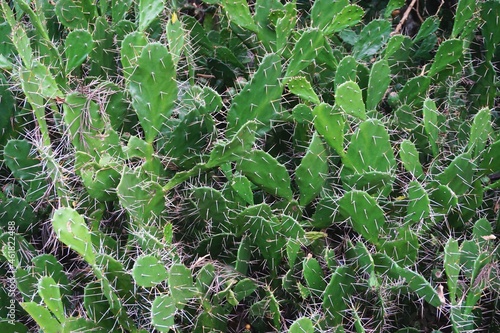 Dense cactus patch filled with bright green cacti loaded with sharp spines natural horizontal background photo