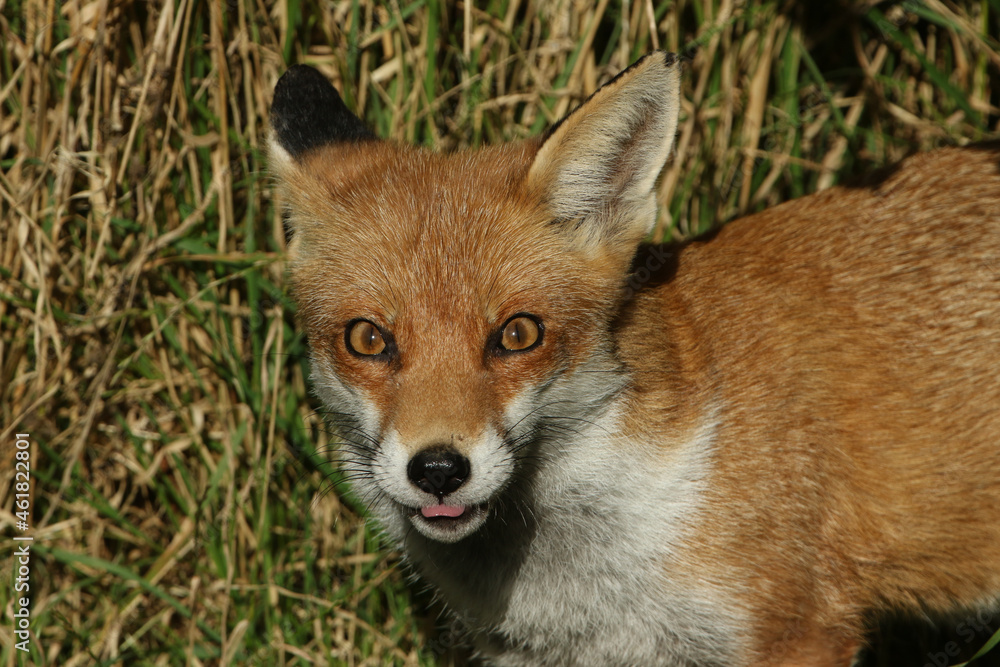 Fototapeta premium A head shot of a beautiful hunting Red Fox, Vulpes vulpes.