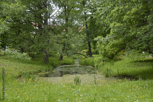 garden with flowers