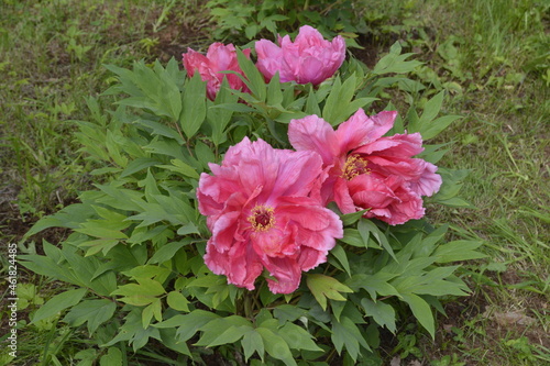 pink flowers