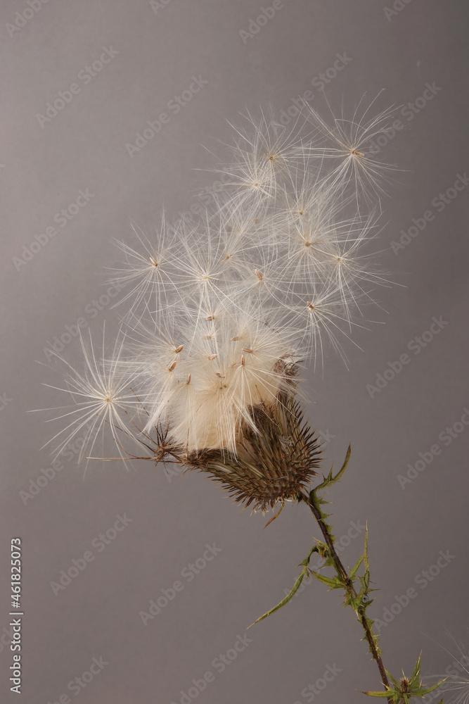 Flying seeds of dry thistle flower Carduus. Wild meadow plant Carduus acanthoides. Flying seeds of dry thistle flower Carduus. Wild meadow plant Carduus acanthoides.