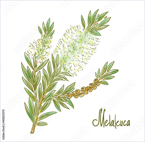 Melaleuca or paperbarks, honey-myrtles or tea-trees. Vector illustration