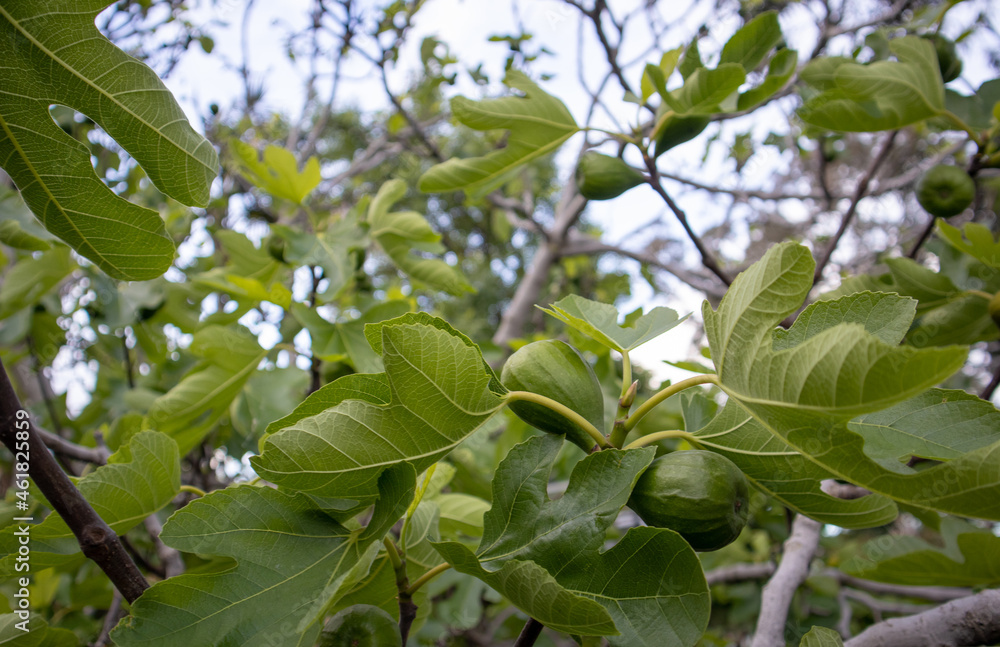 Fig tree in spring