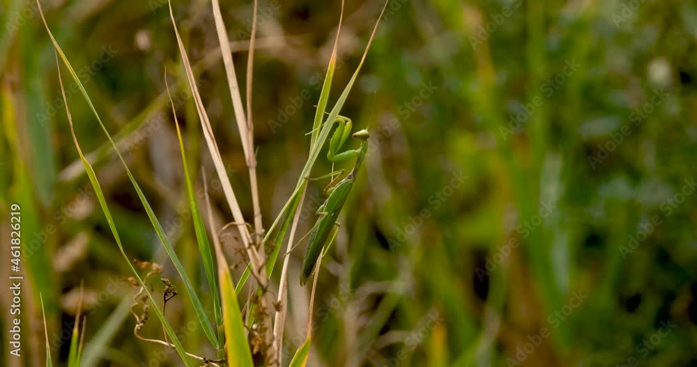 Close up of European mantis or Mantis religiosa in the grass Close up of European mantis or Mantis religiosa in the grass
