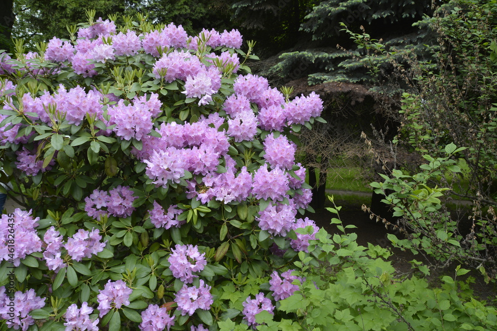 Obraz premium flowers in the garden
