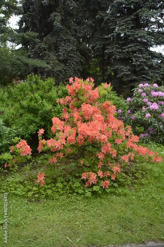 flowers in the garden