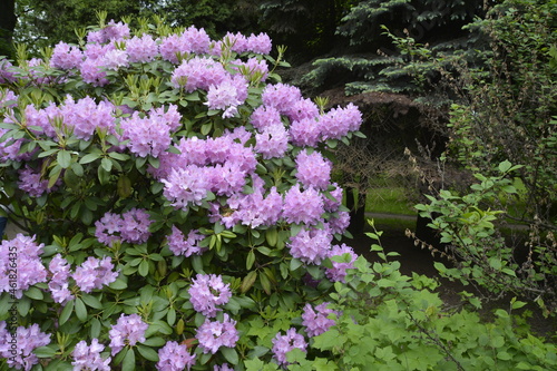 flowers in the garden