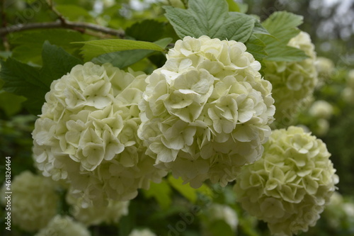 white flowers
