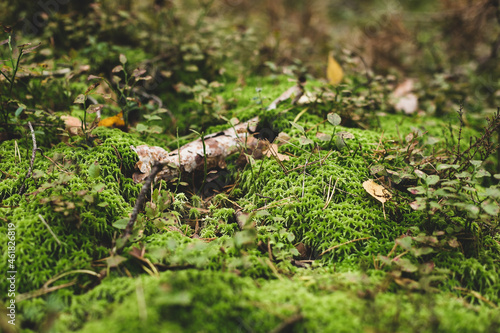 Green moss texture in forest, natural background