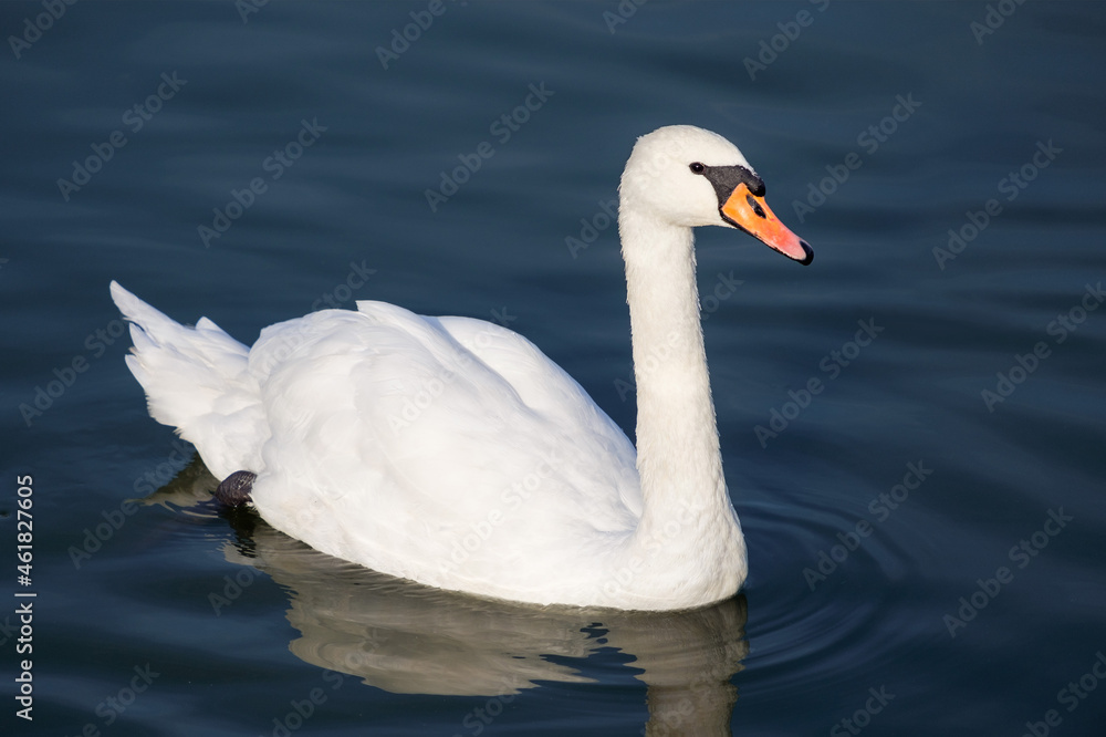 Swan in the water, Cygnus olor Swan in the water, Cygnus olor