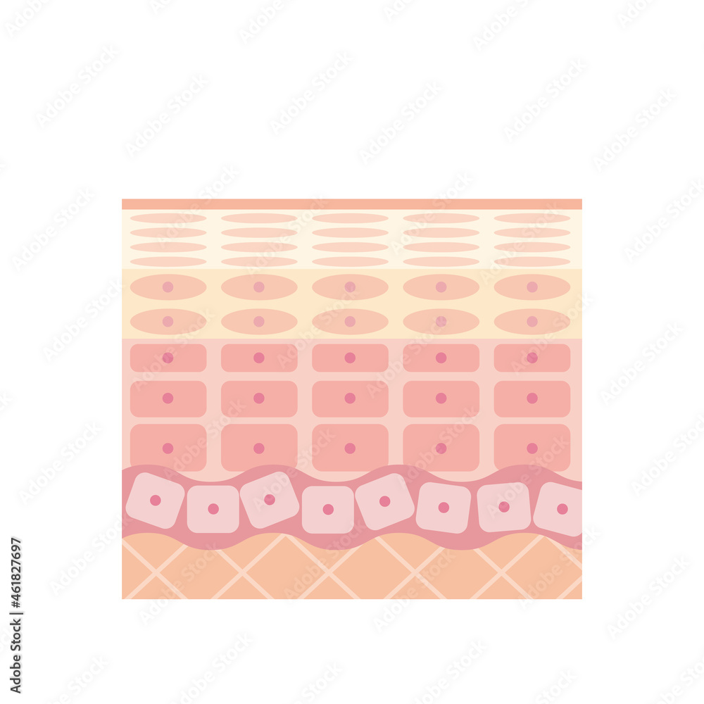 健康な肌の表皮 皮膚の構造 肌図 美容 Stock Vector | Adobe Stock