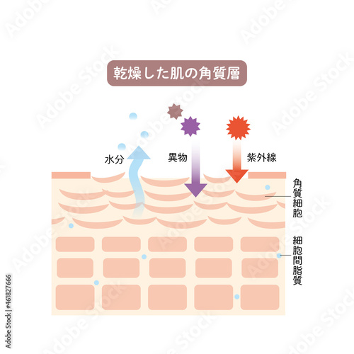 肌の角質層　皮膚の構造　肌図　美容 photo