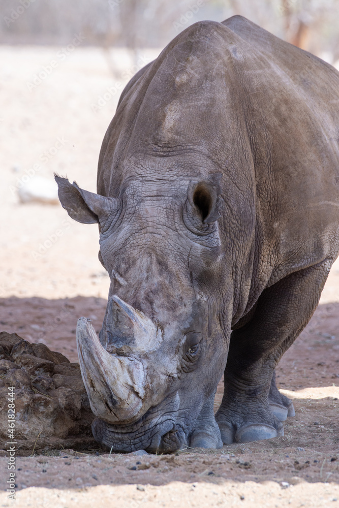 Obraz premium A white rhinoceros or square-lipped rhinoceros (Ceratotherium simum) close-up walking through the dry desert dirt (portrait).