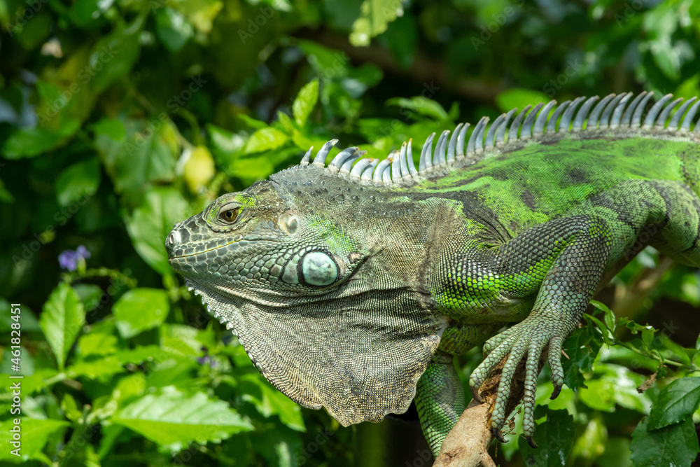 A Green Iguana (Iguana iguana) close up in the rainforest. A Green Iguana (Iguana iguana) close up in the rainforest.