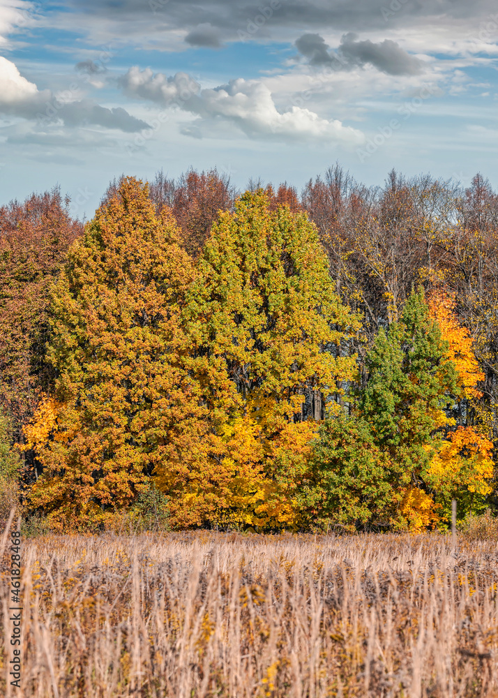 Fototapeta premium Colorful autumn trees against the bright blue sky with white and grey clouds and dried straw foreground. Autumn rural landscape in the daytime.