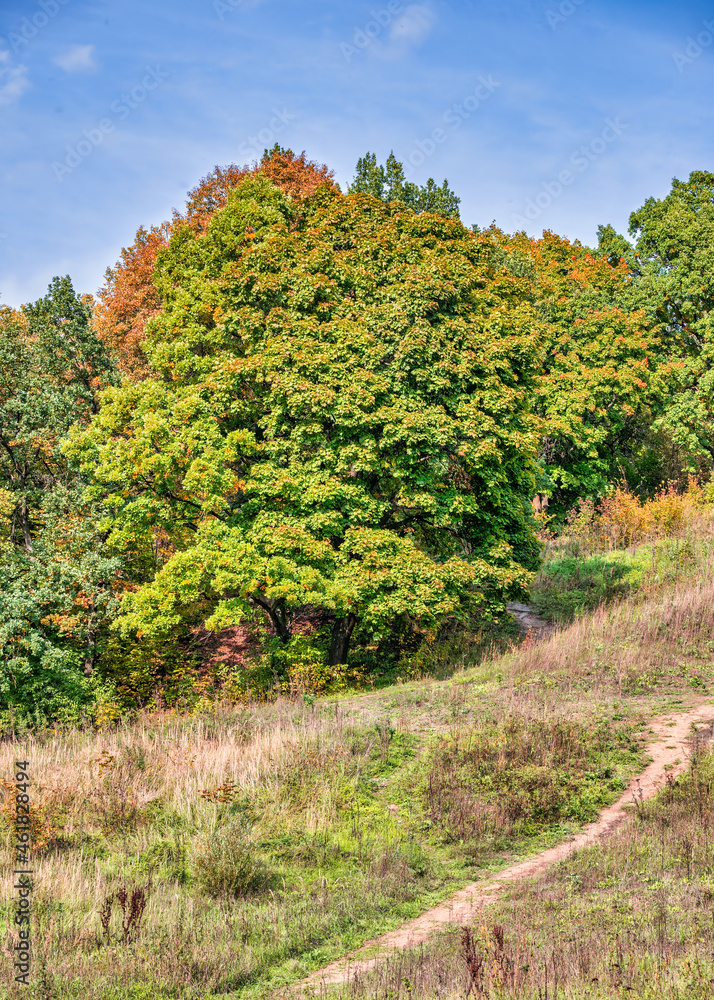Bright autumn landscape with a tree with colorful foliage and a ground footpath going up the hill. The various vegetation of the rural area against a blue cloudy sky.