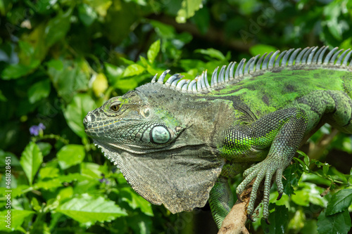 A Green Iguana (Iguana iguana) close up in the rainforest.