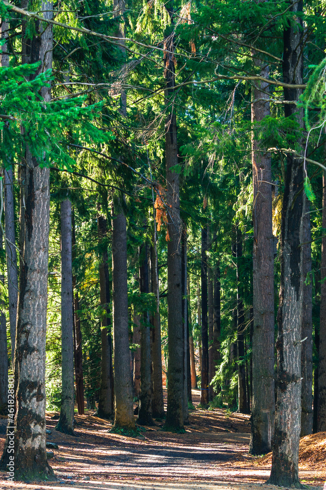 Fototapeta premium footpath in the forest