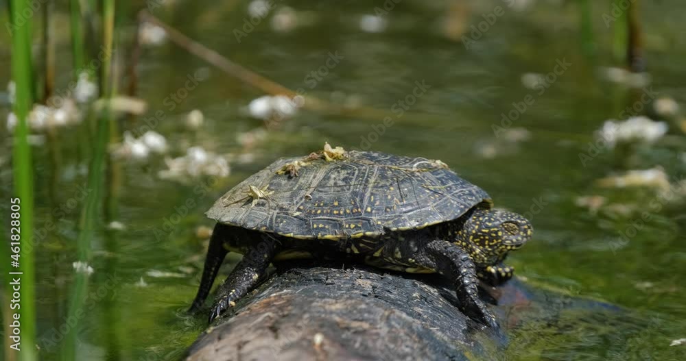 Close up European pond turtle of or Emys orbicularis on the log Close up European pond turtle of or Emys orbicularis on the log