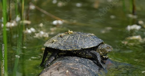 Close up European pond turtle of or Emys orbicularis on the log photo