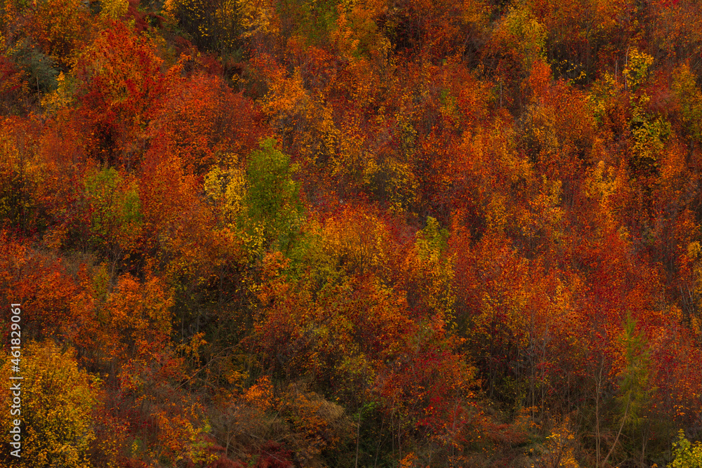 autumn forest colours