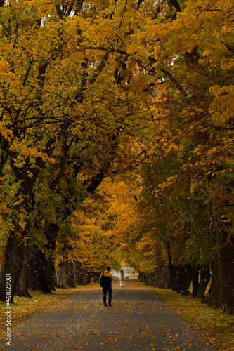 peopling walking in the park